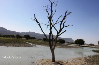 Balochistan Landscape
Balochistan e Nadarag
بلوچستان ءِ ندارگ
نلینٹ چہ دیم پہ گوادر ءَ ، زیرو پواۃینٹ  چہ پیشتر ے اے یک ڈگارے کہ ھور ءِ درگتا آپ ءَ پُر بوتگ ۔ اے ڈگارے بزاں بست ءِ پُشتی نیمگا مہدی کوہ چو چیدگ ءَ مک انت ۔ چیزے ڈگاراں ابید آدگہ درستیں زمیں بہا بوتگ انت، آہانی واھُند بلوچ نہ انت بلکن آبادکار انت ۔ 
