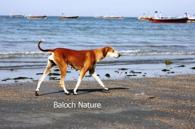 A walk of a Dog
منڈ ماں تیاب ءَ
Mend ma Tayab a
اے یک منڈے کہ تیاپ دپ ءَ پہ شوق ترّگا  نہ انت بلکن لاپ شوھاز ءِ مُرتگیں ماھیگ ءِ شوھاز کنگ ءَ انت ۔ انچو مالوم بیت بلوچستان ءِ ساہدار ہم بلوچانی وڑا شودیک انت۔ 
