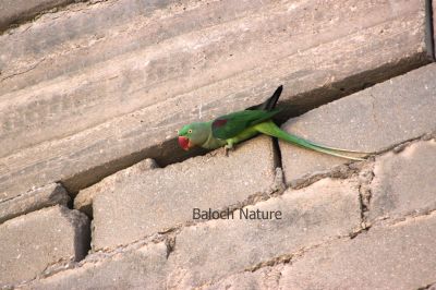 Parrot
Metto
مٹّو
مٹّو یک بالی مُرگے کہ گیشتر سبز او آبادیں جاگہاں بیت - مٹو بلوچستاں روچدراتکی ہند و دمگان بیت بلے مکران ء نہ بیت - انچو گولو پیدارک ء نہ نند انت انچو مٹو مکران ء ہم نہ نند انت - مرچی باندا مٹو باز مردم وتی لوگ ء داریت - مٹو ء گپ سیکارین انت -۔

