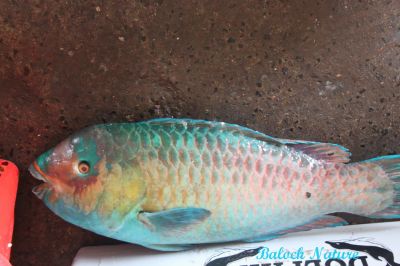 Parrot Fish
مِٹٹو
Metto
مِٹٹو  کسانیں ماھیگ ءِ اے ماھیگ ءِ رنگ ءُ دروشم چو مٹٹوے وڑا انت ۔ چمیشکا اشیا مٹٹو گوش انت ۔ 
