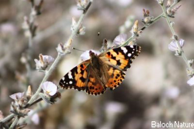 Butterfly

مُلاھوک
Mollahok
پاتو بلوچستان دست کپیت اے گیشتر کشارانی تہا گردیت اے باز ڈولدار انت اشیے بانزُل سیاہ او آزمانی رنگانی نقش انت - چمیشکا اے مُلاھُکا یا پاتو ا سبزیں آزمانی ملاھُک گوش انت -
