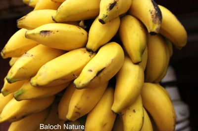 Banana
موز
mouz
موز یک نیبگ یا میوہ ات - موزے درچکا کُنٹ مان نیست - موز چونایا بلوچستان ء میوہ نہ انت - پرچاکہ موز باز آپ لوٹ ات او بلوچستان ء آپے کمّی انت - بلے مرچی باندا نصیرآباد او حب ء موزے کشار بازیں وڑیا بیت - بلے ایدگہ ھند و دمگاں پہ ورگ ء واستہ لہتیں بُن وتی باگاں کش انت -۔ ادا موز پُہتہ انت پہ ورگ ءَ جاڑی انت ۔ 

