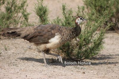 Indian peafowl ''Peahen''
مور
Mor
اے مور ءِ نکینک انت ۔ اے ٹوہیں بالی مُرگاں چہ یک ات ۔ اے یک رین یا دہ ءَ بگر تا بیست ھیک دنت ۔ اے بالی مُرگ بلے اشیا رامگ کن انت ءُ وتی باگ یا گِس ءَ دار انت ۔ 
