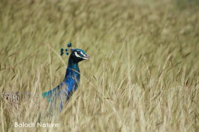 Indian peafowl ''Peacock''
مور
Mor
مور چونایا ھندے جہمنندیں بالی مُرگ انت ۔بلے افریکہ ہم است۔ اشیے پنچ یا شش رنگ انت ۔  بلے ڈولدارتریں  ہمیش انت کہ اکس ءِ گرگ بوتگ ۔ مور ڈولداریں بانزول ءُ دمبی پر بیتگ کہ دراہیں رنگ داتگ انت۔ مستی ءِ وھدا کروسیں مور وتی بانزولاں ءُ دمبیاں پہ شان ات کہ باز ڈولدار گندگ بیت۔
