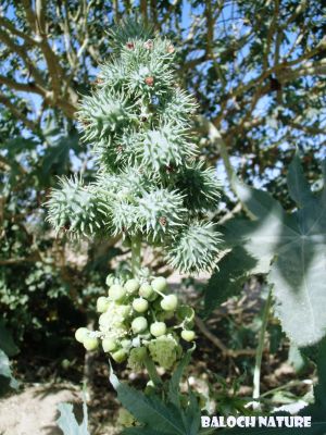 Castor oil plant         (Ricinus communis)
مُرپد
Morpad
مرپد یک برزین درچکے - کہ ایشیے تاک ہ بر بزاں دانگاپی دوا کارمرز کن انت - جلاب چہ مرپد ء پیداک بیت - کہ گوانڈوانی لاپ ریچگا کارمرز کن انت - مُرپد دو لبزانی اواری انت بزان مُرگ پد بلے نا اشیے تاک مُرگے پدے ڈولا انت نا کہ دانگ بلے چہ پیم اے نام داتگ یک زبان زانت ء بزانت
