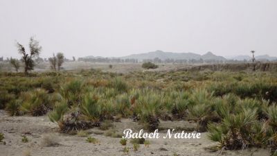 A landscape of Balochistan 
بلوچستان ءِ ندارگ
Balochistan e Nadarag
