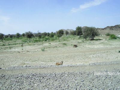 A scene of Balochistan
Balochistan e nadarag
بلوچتان ءِ یک ندارگ
بلوچستان ءِ جُلگہیں سرزمیں چوشیں ندارگاں سر ریچ انت ۔ اے اکس ما چکّاس ایر کُتگ ات کہ اے جاہا کسے پجّہ کاریت یا نہ۔ بلے دو کسّا وتی زانت پدا اے اکس ءِ بارو نبیشہ کتگ ات کہ چیرا پہ وانگا دست کپنت ۔ ۔ چونایا اے ڈی بلوچ ءِ راہ انت کہ ادا راہ گش ات ءُ تربت ءَ روت -۔
