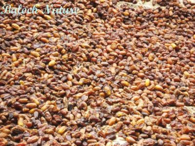 Dry Date fruit 
تاپ کتگیں ناہ
Tap kotgen Naah
وھدے کہ ناہاں چہ مچ ءَ روپ انت یا کہ سرچن انت گڈا ایشاں شگنزے توک ءَ گورپات یا تگرد ءِ ِ سرا تنک تنک ءَ تاپ کن انت تنکہ ناہ ھُشک بہ بنت ۔ وھداں ناہ کہ ھُشک بوتگ انت رند ءَ متگ ءُ پاتاں ھیر کتگ انت۔  ءُ تانسریں زمستان ءَ ناہ کم کم ءَ وارتگ انت۔  لگتّی ناہ وتی دلوتاں داتگ انت ۔ 
