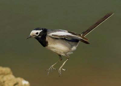 Wagtail
نمبُل
Nambol
نمبُل کسانیں مرُگ ء دراجیں دُمبی انت - بلوچستان ء نمبُل گلّہ ء نمب ء او ایرھت بزاں کڈبے رون ء بازبیت - نمبُل کٹگ بالو پاتو چریت او کرم چنت وارت - نمبُل ہروھدا وتی دُمبیا سُرین ات - نمبُل گیشتر ڈگاراں کہ آپ بیت ہمودا موجود بیت - پرچا کہ آپ کشارے کٹگاں بال دنت او کرماں ڈنّا کارایت او نمبُل ہمیشاں چنت او وارت ۔ بلوچستان ء ھند و دمگاں اشیے باز نام انت - نمبُل، نمبی، بازارُک او تیلیسک ہم گوشنت۔

