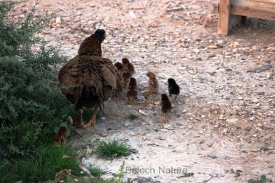 Hen with chicks 
نکینک ءُ چُرو
Nekaink o choro
نکینک گوں وتی چرواں جہلاد انت ، اے مدام وتی چروانی چار ءُ گدار کنت کہ کسے تاوان ءِ مہ دنت ءِ ۔ 
