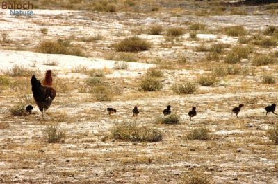 Hen and Family
نکینک او چرو
اگاں بلوچی بہ بیت گُڈا نیکینک گوں وتی چپُکاں ڈولدار انت 
