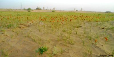 Noshki landscape 
نوشکی ء ندارگ
Noshki e nadarag
بلوچستان بہارے وھد ء مدام چو بانور ء سمبہیت ۔ بلے نوشکی ء وتی ڈولداری است انت ۔ نوشکی ھند گیشتر ریکزار انت ۔ کہ ادا وڑ وڑیں درچک ءُ دار رودیت ءُ گلزار بنت ۔ اے اکس ہم نوشکی ء ڈولداری ء شاہد انت ۔ اکس ء منت واجہ مسری خان کیھتران
