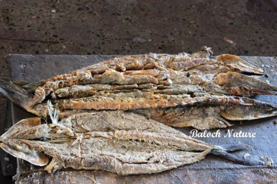 Dried Fish
پہکیں ماھیگ
Pahkain
پہکیں ماھیگ ہما ماھیگ ءَ گوشنت کہ آیا لاپ ءِ تل ءَ پچ کن انت ءُ  واد مان کن انت تاپ کن انت تنکہ ماھیگ ھُشک بہ بیت ۔ اشیا چمیشا واد جن انت کہ ماھیگ مہ گہیت ءُ ھراب مہ بیت ۔ اے ماھیگ ءَ دُوچکیں ءُ سوریں ماھیگ گوش انت۔
