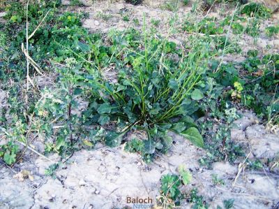 Indian Spinach
پالک
پالک بلوچستان ء کاہُک نہ انت بلے مرچاں پالک بلوچستان کش انت او کاروبار ہم کن انت - پالک ء نارُشت باز تامدار بیت - 

