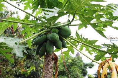 Papaya
Papya
پپیا
پپیا بلوچستان ء درچک یا نیبگ نہ انت - اے چونایا ہور گواریں ملکانی نیبگ انت بلے مرچاں بلوچستان ء اشیے کش انت - پپیا چونیا باز نادراہی ء شفا انت - پپیا چو مچّے وڈا کُوپگا بر پر کنت - بلے پپیا سالے دوازدۃیں ماہاں بر انت ۰ پپیا دانگ وش و شیرکن انت 
