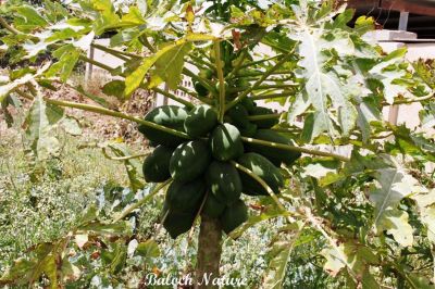 Papaya
پپیا
Papya
پپیا بلوچستان ء درچک یا نیبگ نہ انت - اے چونایا ہور گواریں ملکانی نیبگ انت بلے مرچاں بلوچستان ء اشیے کش انت - پپیا چونیا باز نادراہی ء شفا انت - پپیا چو مچّے وڈا کُوپگا بر پر کنت - بلے پپیا سالے دوازدۃیں ماہاں بر انت ۰ پپیا دانگ وش و شیرکن انت
