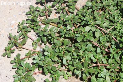 Purslane {Portulaca oleracea}
Parpok
پرپُک
پرپک کسانیں وت رودیں کاہے کہ گیشتر ماں کشارانی تہا رودیت - پرپُک نرم نرمیں گردیں تاک پر کنت ناسییں کُنٹاں تاک باز ڈولدار انت - کسانیں ذردیں پُل پر کنت - دگہ جاہ ء پرپُکے پہ کاروباری ہاترا کش انت - اشیا سلاد کن انت او ناروشت ہم جوڈ کن انت - البت پرپُکا بلوچستان تنیگا نیادیے لوٹ نیست - بلے پرپکا چن انت او وتی دلوتاں دیینت - او کم مردم اشیا ور انت -۔

