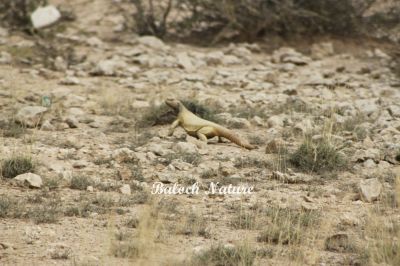 Spiny-Tailed Lizard
پٹ ماھیگ
Pat_Maheeg
پٹ ماھیگ ءَ باز جاگہ گوج ہم گوش انت بلے اے چہ گوج ءَ جتا انت ۔ گوج مُدامی آپ ءِ کش ءُ گوراں گردیت ءُ مُرگ ماھیگ دگہ ساہدار شکار کنت بلے پٹ ماھیگ ایوکا کاہ ُ درچکی تاک چنت وارت ، اشیے دنتاں کسانیں ارتین انت، ۔اشیا دمب ترندیں کنٹگ پر کہ وتی جند ءَ چہ دگر رستراں بہ رکین ات ۔ عرب ملکاں اشیا پہ شوک ورانت ۔ اشیے گوشت    چو ایدگہ دلوتانی پیما تام دار انت ۔ اے بلوچستان روچدرتکی ءُ تیاب دپی ھندا کم کم ءَ است انت۔ ادے مردم گیشتر ایشیے پیگاں کش انت ءُ دوا کارمرز کن انت ۔ اے ھیک دنت ۔ ءُ زمستان ءَ گیشتر ھونڈان انت ڈن ءَ در نہیت ۔
