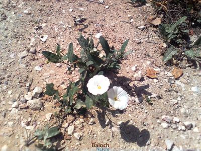 Field bindweed (Convolvulus arvensis)
Aahichk, Patahok, Lekirk
آہیچک، پتائوک ، لکرک
آہیچک کسانیں کاہے گیشتر ڈگارانی جُوہ او بنداں رودیت - اے مدام زمین ء سرا پراہ روت - بلے اگاں درچکے کش و گواراں برودیت گُڈا درچک ء سر کپیت - اسپیتیں او گُلابییں  ڈولداریں پُلء جنت کہ ڈولدار بیت
بلے اے اسپیت پُل انت
