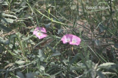 Field bindweed (Convolvulus arvensis)
Patahok, Aahichk, Lekirk
لیکرک، آہیچک، پتاھوک
آہیچک کسانیں کاہے گیشتر ڈگارانی جُوہ او بنداں رودیت - اے مدام زمین ء سرا پراہ روت - بلے اگاں درچکے کش و گواراں برودیت گُڈا درچک ء سر کپیت - اسپیتیں او گُلابییں  ڈولداریں پُلء جنت کہ ڈولدار بیت
بلے اے گُلابی رنگے پُل انت
 
