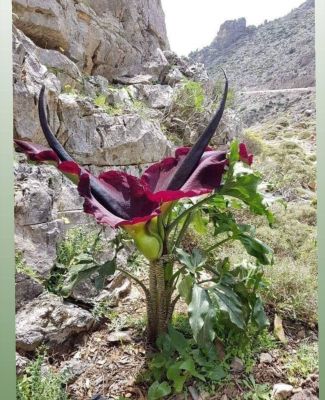 Dracunculus vulgaris
peel gosh
پیل گوش
پیل گوش چونائیا فارسی زبان اشیے نام انت اے یوروپ ءُ امریکا یک زاتے پُل ء کہ اے پُل گوشت ء بوہ کنت ۔ بلے اے ایشیا ہم است انت ۔ اے پُل ء پشت ندارگ چے مالوم بیت کہ اے اکس بلوچستان کوھاں چہ کش اگ بوتگ ۔ 
