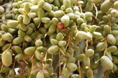 Abnormal Date
Pennag
پنّگ
پنّگ مچّ ء ہما برا گوشنت کہ گُنش کنگ مہ بیت - گُنش ء نہ کنگے سوب ء مچّ پنّگ بیت - پنّگ بوگ ء چہ آ ناہ تام دار نہ بیت - مچ وھدیکہ پنّگ بیت  گڈا برّنت و دلوتاں دیینت 
