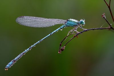 Damselfly
بارگیں پرک
Bargin perrik
بارگیں پرک چونایا پرکے زات ءُ نسب انت ۔ بلے اے چرایا بارگ تر انت ۔ اے بلوچستان باز کم انت ۔ بلے اے است ءُ موجود انت ۔ 
