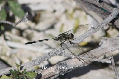 Slender Skimmer (Orthetrum sabina)
Perrik
پرّک
پرّک بلوچستان ء است بلے چُنت زات او چنت رنگ انت اے باز گرانیں گپ ء دگہ ملکاں پرّک او مُلاھُکانی زات او زُریات نام گشینتگ انت - بلے بلوچستان ء تنیگا چُشیں آسرات نیست کہ اے تک ء ھیال گور کنگ بہ بیت ۔ کسانیں زھگانی دلچسپی واستہ اگاں مارا گیشتر پرّک او مُلاھُک دست بہ کپیت گڈا ما نام ء ہم پر کنیں ۔ پرّک ء سرا دو گپ یا دو بتل است چوش کہ؛
مدگ ء نشانی پرّک انت ۔ 
بگر ڈے پرّکا ۔ ۔ ۔ ۔ ۔ ۔ ۔ ۔
