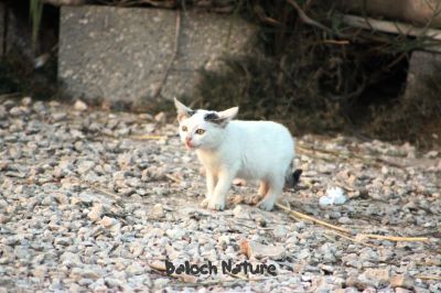 Cat
پیشی
Peshi

پیشی کسانیں ساہدارے کہ اے گوں انساناں نزیکی کنت بزاں انسان ایشا ن وتی لوگ ءَ دار انت اے انسان دوستیں ساہدارے۔


