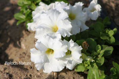 Petunia
Batonia
بتونیا
بتونیا بُن اسلا چہ زرباری امریکہ ء پُل ء بلے مرچی باندا پورئیں دگنیا بتونیا کش انت - باز رنگے پُل پر کنت - چونایا چہ سیادی  گوں تمباک ء کنت - او فرنسی زبان پیٹون تمباک ء گوش انت - باز ڈولداریں پُل ء کمّک وھدے درگتا پُل آرگ بندات کنت -۔
