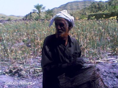 Baloch and onion farm
پیماز ءٰ ڈگار
Baloch o pimaz e dagaar
بلوچ دحکان انت کہ پیماز جاڈی انت  ءُ وتی پیماز ے چن ءُ  لانج ء انت ۔ 
