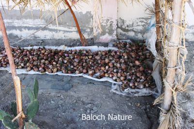Onion Storage
Pimmaz e Anbar
پیماز ءِ امبار
پیماز ءِ تاریخ ساپ ءُ سلّہ نہ انت چیزے تاریخدان گوشنت کہ پیماز پنچ ہزار سال چہ پیش مسیح کشگ بوتگ بلے لہتیں گوشنت کہ دو ہزار سال پیش چہ مسیح مصر ءَ کشگ بوتگ ۔ پیماز دھل زانگ بیت کہ اشیا تاں تانسریں سال کار مرز کن انت ۔ پیماز ءَ بلوچستان باز کشت ءُ کشار کن انت ، بلوچ پیماز ءَ وتی نارُشتانی ،سلاد، ءُ دوا داروا ہم کارمرز کن انت ، پیماز ءِ تل کنگ ءَ انچیں بوہ ءِ درکیت کہ چمّان چہ ارس جہلاد بنت ، پیماز باز نازورک انت ۔سرد ءُ گرم ءَ چہ رکّینگی انت گیشین گرم گہین ات ءُ گیشیں سرد رودین ات۔چمیشا پیماز ہر جاوراں چہ موسُم ءِ رکّینگی انت

