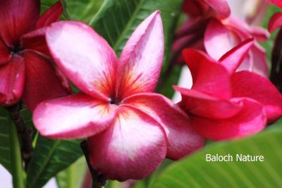 Pink Frangipani
Prangipani gulabi
پرنگی پانی گُلابی

اے میان قد ء درچکے کہ اسپیتیں او سُہریں گُلابی پُل پر کنت - مرچی باندا بلوچستان ء کم کمے گندگ بیت کہ باز مردمان وتی لوگانی دپا کشتگ انت - تنی وھدی اشیا بلوچی نام نیست ۔
