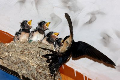 Swallow and family 
پیپی پلستان
Pipi Plestan
  پیپی پلستان کسانیں بالی مُرگ ءِ کہ گیشتر وتی وھد ءَ پہ بال گوازین ات ۔ بال ءِ درگت ءَ پاتو ءُ بالو گپت وارت۔ بلوچستان ءِ باز ھنداں ایشارا بابیل ہم گوش انت، چونایا بابیل عربی لبز ابابیل ءَ زورگ بوتگ ۔ اے مدام چہ انسان ءَ نزیک ءَ ترو گرد کنت۔ ہم اگاں موہ براسیت لوگانی توک ءَ کدو بند ات ءُ ھیک دنت۔  
ادا لوگے تہا پیپی پلستان ءَ چُک کتگ ۔ 
