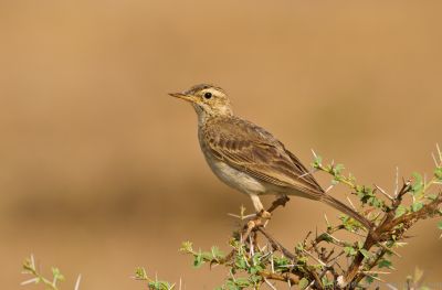 Pipit.jpg