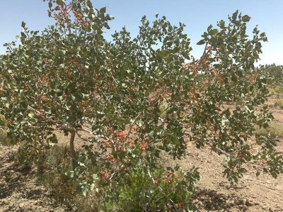 Pistachio
پستہ
Pista
پستہ یک باز کوھنیں درچک ءِ ۔ اے گیشتر ماں ایشیا است انت ۔ اے درچک کسان انت ۔ دانگ پر کنت ہمے دانگ ءَ پہ ھشکیں نیبگ کارمرز کن انت ۔ پستہ نز ءِ ہپت ھزار پیش جہ مسیح کارمرز بوتگ ۔ اے بلوچستان ءَ ہم است انت ۔ 
