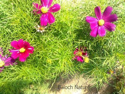 Cosmos bipinnatus
Doldarin Poll
ڈولداریں پُل
اگاں اے پُل ء نام ء شما زانء گڈا  وتی ھیالان درشان کنے

