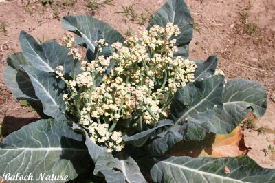 Cauliflower
پُل گوبی
Poll Gobi
پُل گوبی  یک سبزی ات کہ مرچی باندا بلوچستان ءِ ھند ءُ دمگاں کشت کشار کن انت ۔ بلوچ ہم مرچاں پُلگوبی ءِ نارُشت جوڑ کن انت ۔ 
