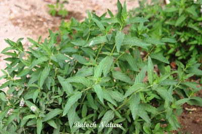 Mentha spicata
پُرچینک
Porchink
پُرچینک یک کسانیں کاہ ءِ بلوچستان ءَ گیشتر کوہستگ ءَ کشاورز کتگ۔ اے پہ دوا کارمرز کنگ بیت ۔ بلے بلوچستان پُرچینک گیشتر ھُشک کتگ بورینتگ ءُ ناہ ءَ مان کتگ انت ۔ مرچاں اشیا گیشتر سیاہ چاہ ءَ مان کن انت۔ اے چو پودینہ وڑین ات بلے اشیے تاک چرایا دراج تر انت ءُ تام ہم چہ پودینہ ءَ تامدار تر انت ۔
