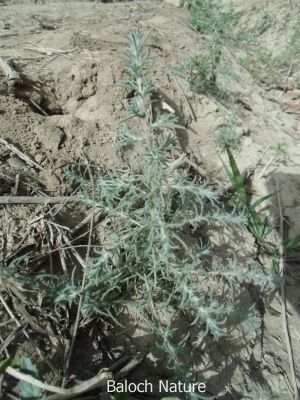 Salsola vermiculata
پُژو
Pozhzho
اے کسنیں بوٹگے - وھدے کسان بیت گڈا اشیے کاھُک جوڑ کن انت - کسان بیت دلوت ہم چرانت بلے مزن او پیر بیت ایوکا اُشتر ع چریت -۔

