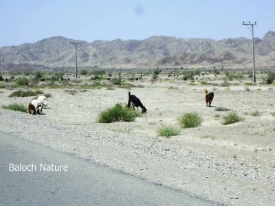 A landscape Kech
Rammg e Nadarag
رمگ ء ندارگ
بلوچستان یک زمانگ ء پس ، گوک اُشتر او دگہ دلوتانی جاگہ بوتگ بلے مرچاں بلوچ اے تکا انچو جُہد نہ کن انت - چمیشا دلوت کہ بلوچستان ء پجّار بوتگ نوں کم کمّا بیگواہ بوّان انت - بلے تنیگا بلوچستان بے دلوت نہ انت - اے رمگ تربت ء چہ میران ڈیم روگابے تئی راستی نیمگ گوں ایمنی چرگا انت -۔
