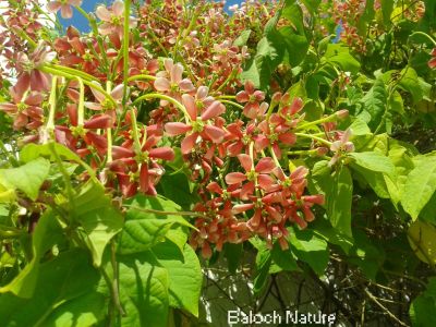 Rangon Creeper, Quisqualis indica
گل ءِ پیچان
Gul e pichaan
اے درمُلکی پُل ءِ کہ گیشتر ماڈیانی سرا سرکپیت ۔ اے چو ول ءِ وڑا دگہ درچکانی یا بادگیرانی کمک بُرز ءَ سرکپیت  ۔ اے باز ڈولداریں پُل پر کنت 

