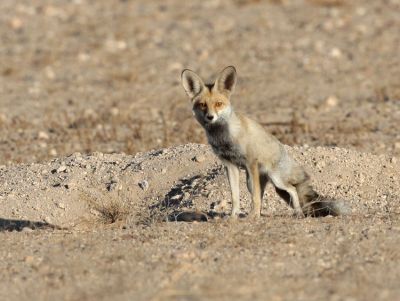 Fox
روباہ
Robah
روباہ کسانیں رستر ءِ کہ بلوچستان ءِ گریشگ ءُ کُچگاں ءُ کوہاں بود باش کنت ۔ اے آ دگہ رستراں کستر انت گیشیں تاوان دات نہ کنت ، بلے کککڑانی ازلی دژمن انت ، کککڑانی واھُنداں پہ الکاپی ءَ واب ءَ نیلیت، روباہ ءَ مُلا روبو ہم گوش انت ۔ 

