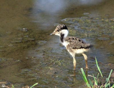 Red wattled lapwing chick
ٹی ٹی ءِ پڈ
Titi E padd
ٹی ٹی بلوچستان ءِ کور و زیدانی زیمُر بگوشیت رد نہ انت چیا کہ ٹی ٹی وھدے الہان کنت تانسریں جاہاں سرا زوریت ءُ ہر کسی دلگوش ءَ وتی نیمگ ءَ گور کنائین ات ، ٹی ٹی بلوچستان جہمنندیں بالی مُرگاں چہ یک ءِ اے ترا مدام بلوچستان ءِ جنگلاں تیاب دپاں ہم دست کپیت ۔ بلے اے ٹی ٹی ءِ کسانیں پڈ انت ۔

