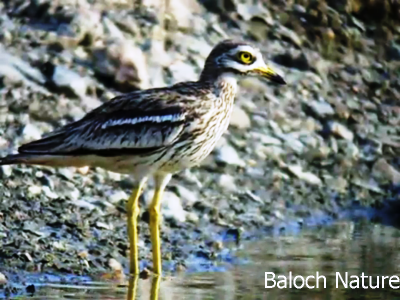 Stone Curlew
Reyout 
ریوٹ 
ریوٹ بلوچستان ء جہمنندیں مُرگے نہ انت - اے چو چرزے وڈا اردوکانی بلوچستان ء پناہ زوریت - اے گیشتر شپ ء ریکانی او پُلکانی سرا تر ایت کڈوک میزوک کٹگ دگہ لولوک گپت وارت اے اکتوبر بگر تاں پروری ء گڈ سرا بلوچستاں ھندو دمگاں ترّوتاب کنت بلے مارچ ء گار بیت -۔
