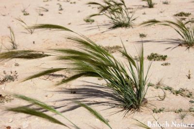 Stipa capensis
روباہ دُمب
Roba domb
اے یک بھارکاہے ریکپادیں ہند و دمگاں رودیت - کساس دو فٹ ء برز بیت 
دراجیں ھوش ء پر کنت و حوش ء ریشگ پر بیت
ھوش ء چو روباہ ء دمب ء وڈا انت - چمیشکا روباہ دمب ء گوشنت

