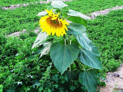 Sun flower
روچ گوُارچُک
یا
روچ گردان
روچ گوارچُک یا روچ گردان بلوچستان ء جنگلا ْقدرتی رودیت اے چُونایا پُل ء شُمار کنگ بیت -  بلوُچستان ء تنیگا الکاپی ء سرا نیادی نیست - بلے سندھ اّو پنجاپ ء روچگوارچُک الکاپی ء سرا کشار کنگا انت - مرچاں اشیے تُوم دانگاں پہ ناروشتی روگن جُوڑ کن انت - 
