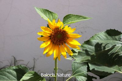 Sunflower 
روچ گوارچُک 
Roch Gwarchok
روچ گوارچُک یا روچ گردان بلوچستان ء جنگلا ْقدرتی رودیت اے چُونایا پُل ء شُمار کنگ بیت - بلوُچستان ء تنیگا الکاپی ء سرا نیادی نیست - بلے سندھ اّو پنجاپ ء روچگوارچُک الکاپی ء سرا کشار کنگا انت - مرچاں اشیے تُوم دانگاں پہ ناروشتی روگن جُوڑ کن انت -
