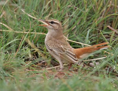 Rufous Tailed. Scrub Robin
گڈی دیوک
Gaddi deyok
اے کسانیں ءُ پاتو ءُ  کٹگ وروکیں بالی مُرگ ءِ ۔ اے شررنگ  ءُ  ڈولداریں  مُرگ ءِ بلے بلوچستان مہاجرے درگت ءَ کیت انت۔ بزاں بلوچستان ءِ جہ منندیں مرگ ءِ نہ انت ۔ اے مدامی وتی دُمب ءَ سُرین ات ءُ وشیں آواز کش ات۔
