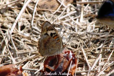 Butterfly Blue Pansi
مُلاھوک
Mollahok
سبزیں آزمانی مُلّاہُک یا پاتو بلوچستان دست کپیت اے گیشتر کشارانی تہا گردیت اے باز ڈولدار انت اشیے بانزُل سیاہ او آزمانی رنگانی نقش انت - چمیشکا اے مُلاھُکا یا پاتو ا سبزیں آزمانی ملاھُک گوش انت -۔
